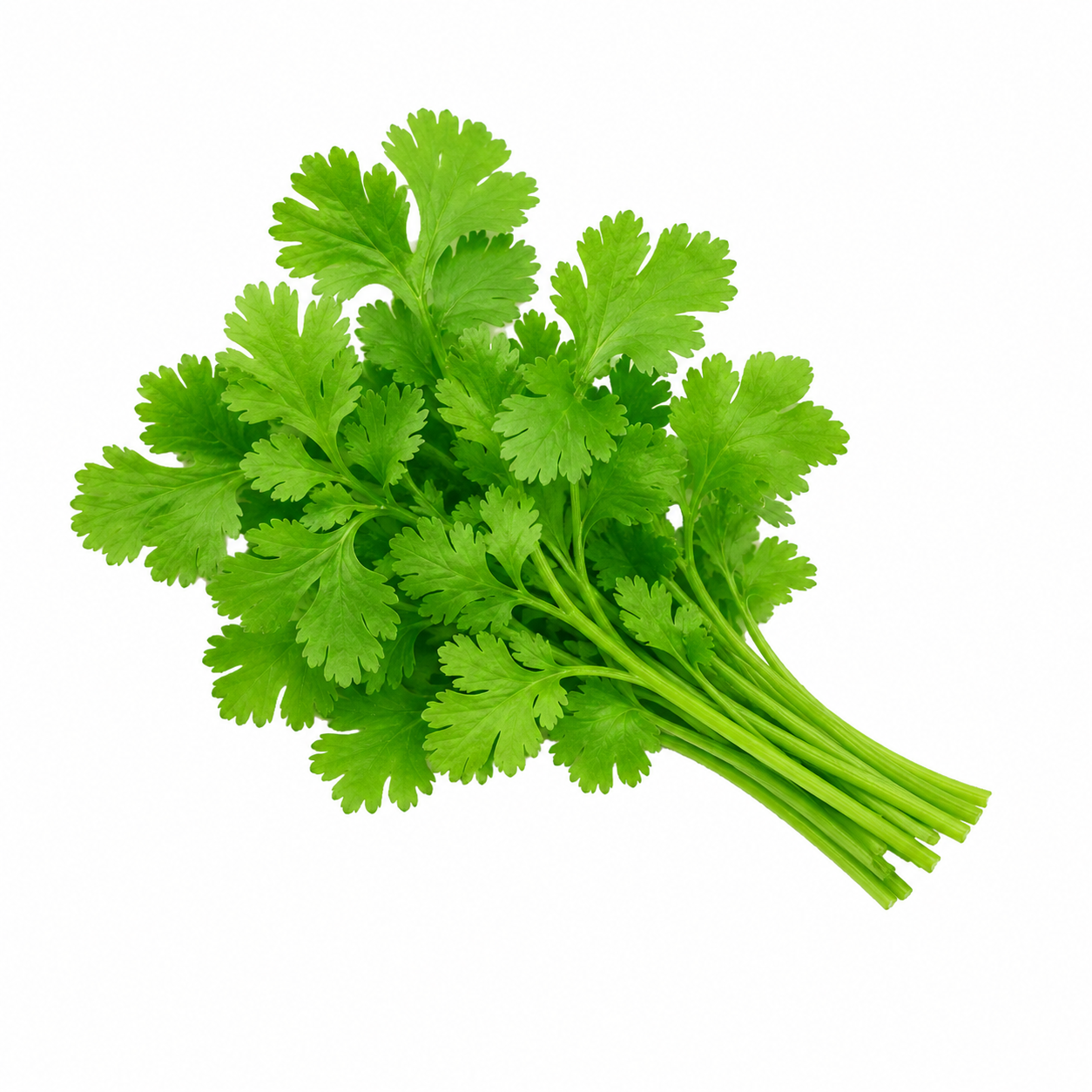 Coriander leaf