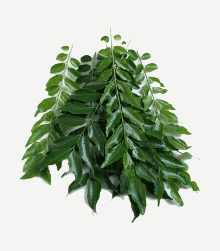 Fresh Curry Leaves कड़ी पत्ता
