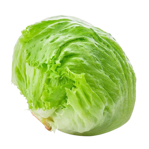 Fresh Iceberg Lettuce आइसबर्ग सलाद पत्ता