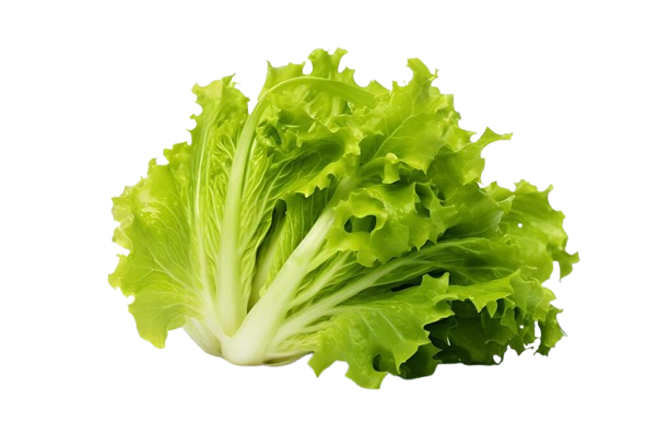 Fresh Romaine Lettuce रोमेन सलाद पत्ता