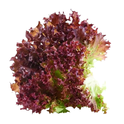 Fresh Red Leaf Lettuce : फ्रेश रेड लीफ लेट्यूस