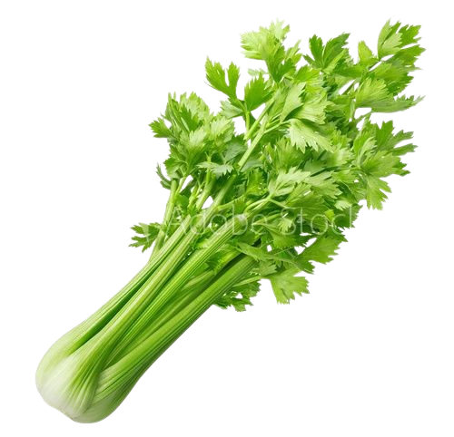 Fresh Celery Leaves फ्रेश सेलरी लीव्स