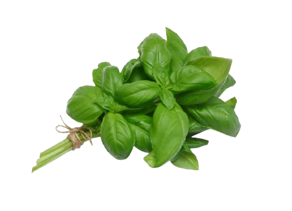 Fresh Basil तुलसी