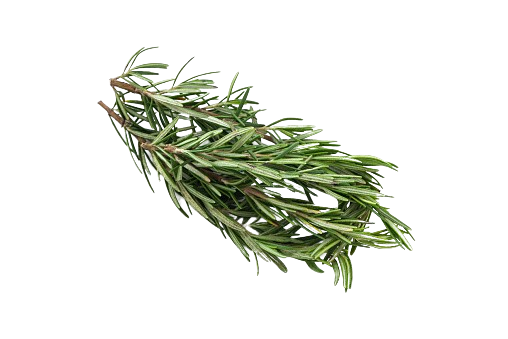 Fresh Rosemary गुलमेंहदी