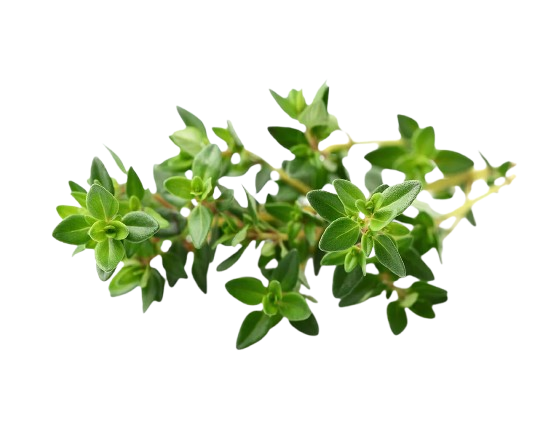 Fresh thyme ताज़ा थाइम / अजवायन के पत्ते